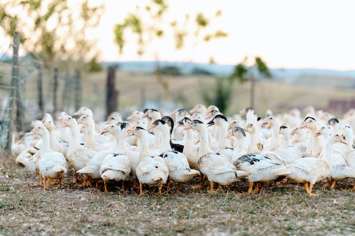 Les canards de la ferme du Gaveur du Kochersberg. © DR